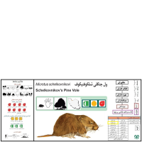 گونه ول علفزار  Schelkovnikovs Pine Vole